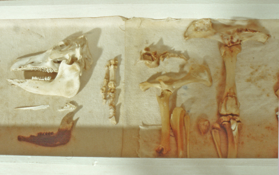 Schweine–Altar, Detail, 1992, Knochen